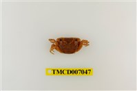 藏品(隆背大眼蟹)的圖片